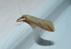 Donacaula longirostrallus