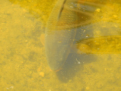 Cyprinus carpio