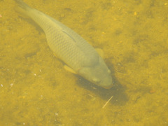 Cyprinus carpio