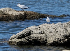Chroicocephalus maculipennis