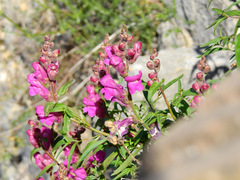 Antirrhinum majus