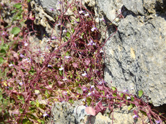 Cymbalaria muralis
