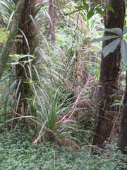 Freycinetia banksii