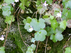 Cymbalaria muralis
