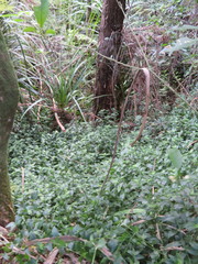 Freycinetia banksii