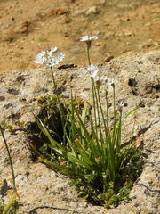 Allium subhirsutum