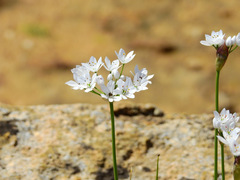 Allium subhirsutum