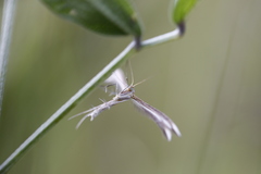 Pterophoroidea