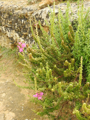 Antirrhinum tortuosum