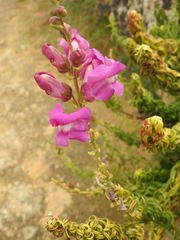 Antirrhinum tortuosum