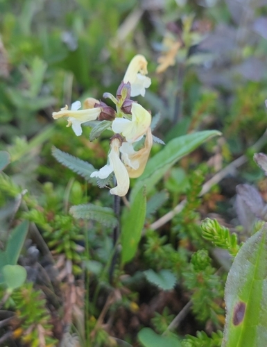 Lapland lousewort (Pedicularis lapponica)