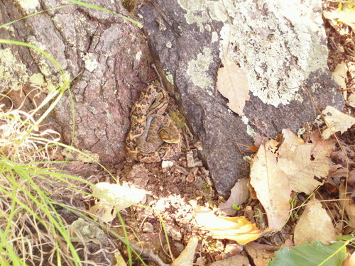 Crotalus culminatus