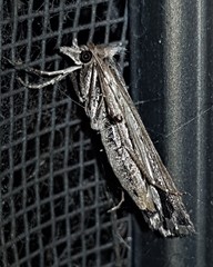 Tathorhynchus fallax