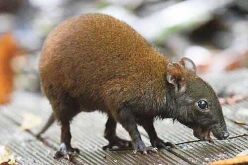 Musky Rat Kangaroo (Hypsiprymnodon moschatus)