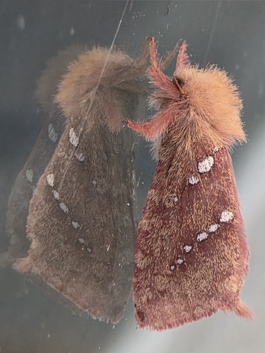 Behrens' grasshopper