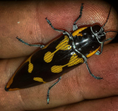 Cyrioides australis