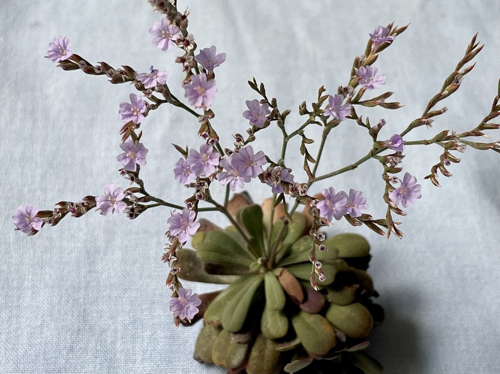 Sicilian sea lavender
