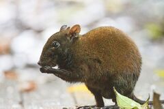 Musky Rat-Kangaroo photo 1