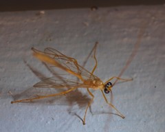 Enicospilus guatemalensis