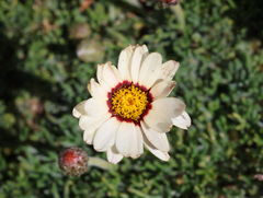 Rhodanthemum catananche