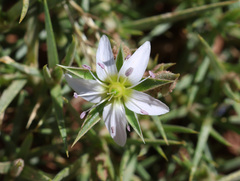 Arenaria pungens, photograph (c) Joey Bom, some rights reserved (CC BY)