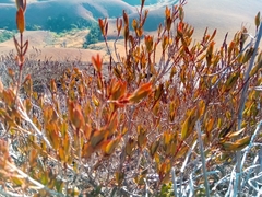 Myrothamnus moschatus