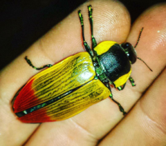 Temognatha variabilis