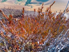 Myrothamnus moschatus