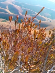 Myrothamnus moschatus