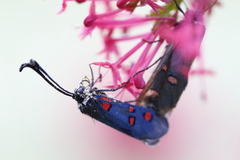 Zygaena lavandulae