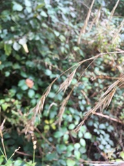 Bromus ramosus