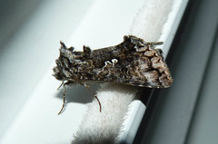 Syngrapha octoscripta