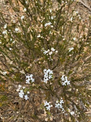 Pityrodia hemigenioides