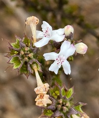 Pityrodia hemigenioides