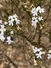 Pityrodia hemigenioides