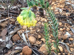 Pimelea suaveolens