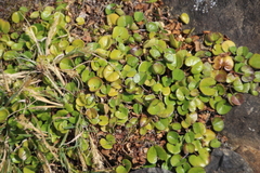 Dichondra brevifolia