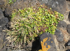 Dichondra brevifolia