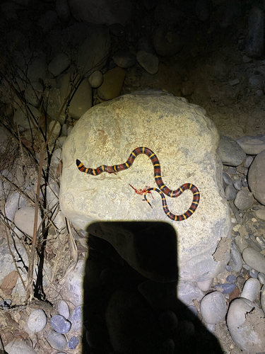 Tamaulipan Milksnake