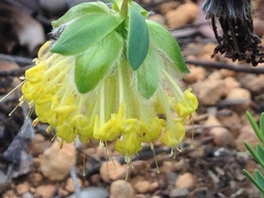 Pimelea suaveolens