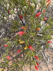 Eremophila decipiens