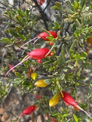 Eremophila decipiens