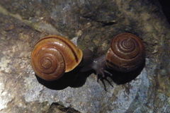 Helminthoglypta benitoensis