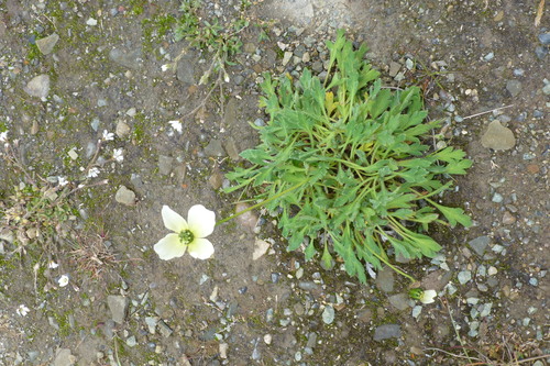Oreomecon dahliana (Oreomecon dahliana)