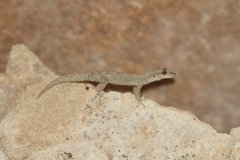 Mediodactylus orientalis