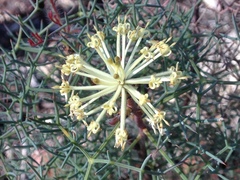 Petrophile divaricata