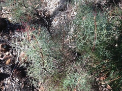 Petrophile divaricata