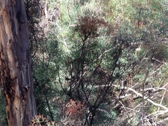 Petrophile divaricata