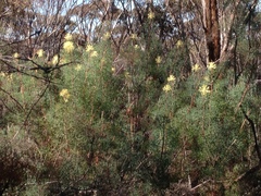 Petrophile divaricata