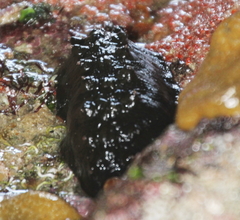 Cryptoconchus porosus